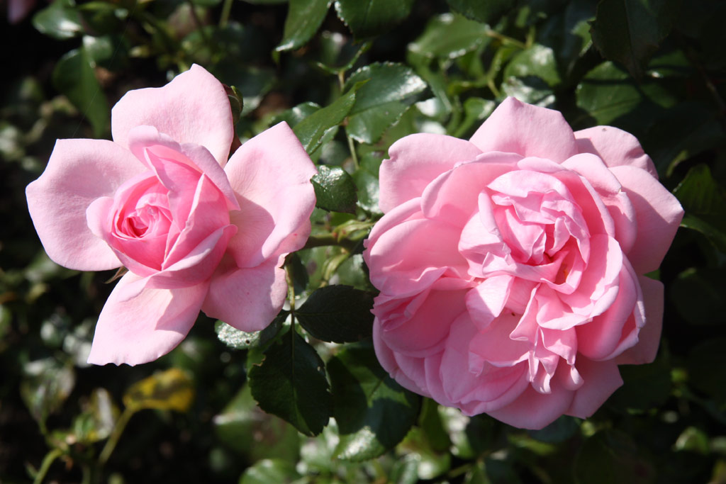 růže Home and Garden