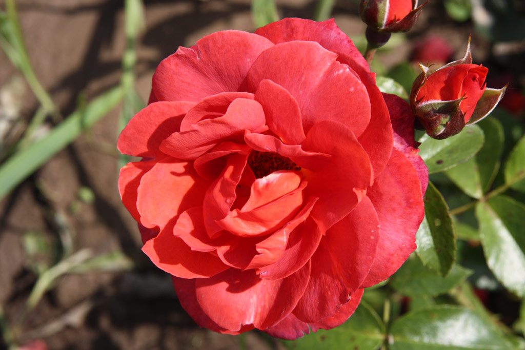 růže Hot Chocolate