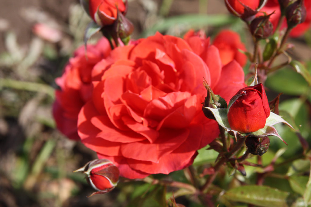 růže Hot Chocolate