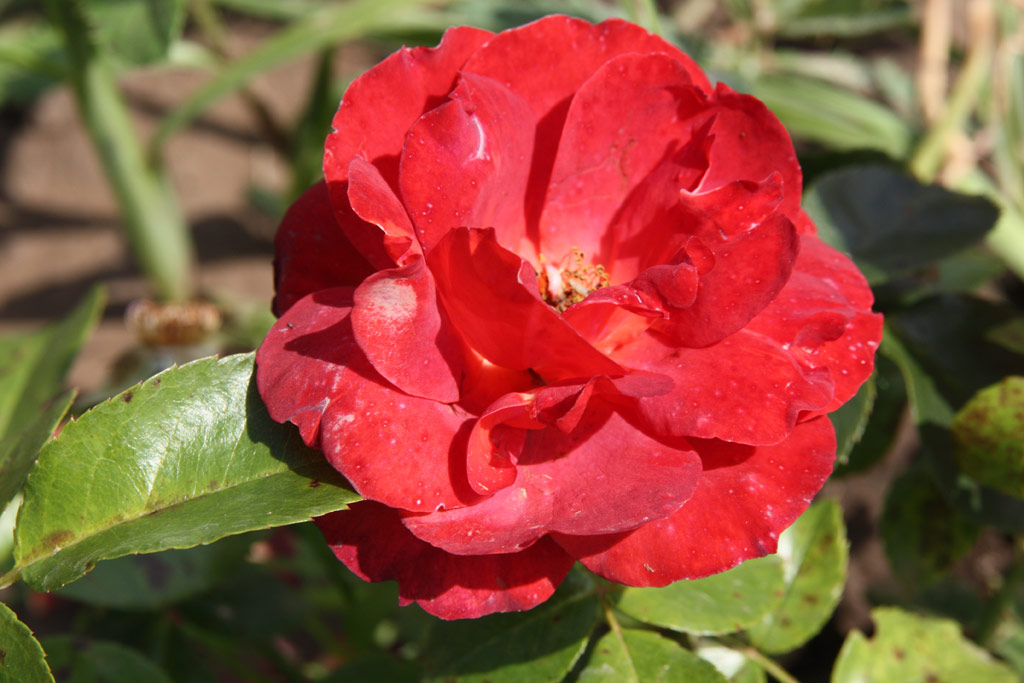 růže Hot Chocolate