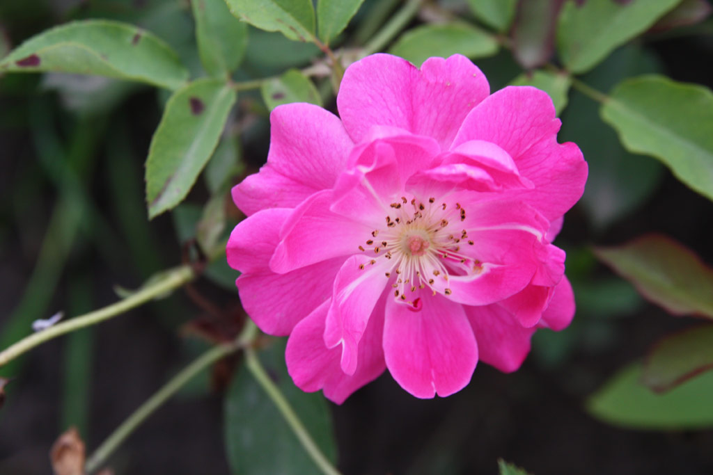 růže Hunyadi Lszl Emlke