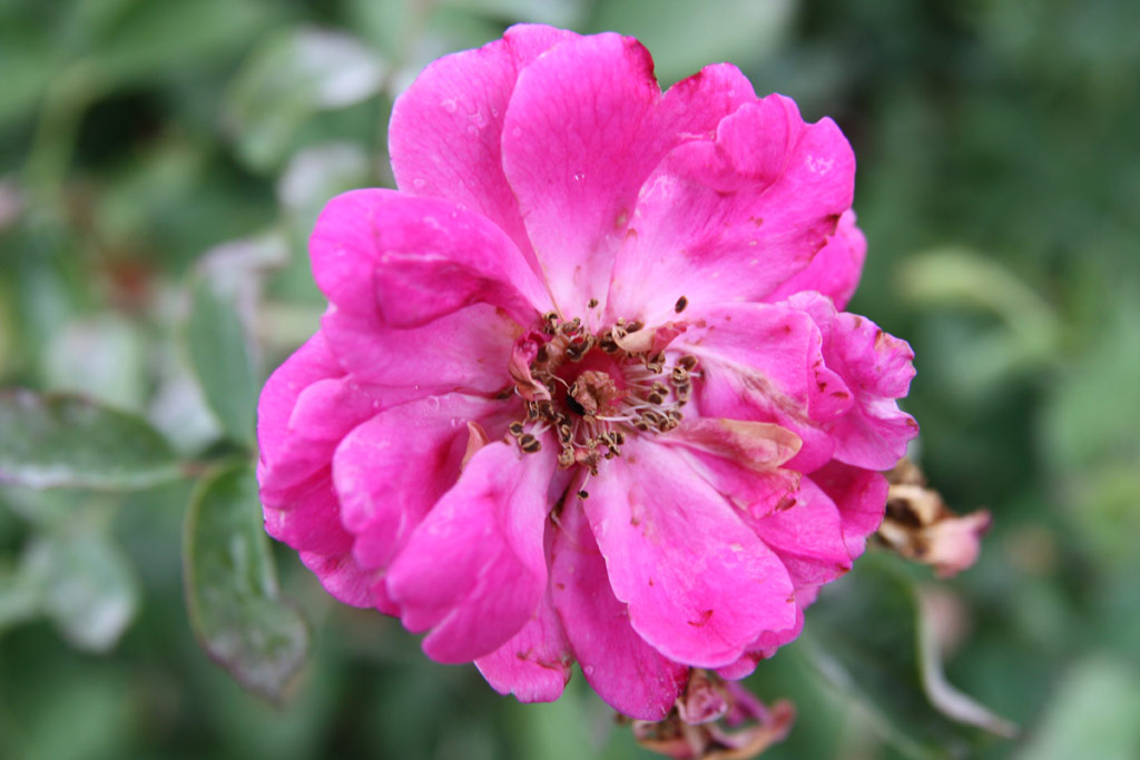 růže Hunyadi Lszl Emlke