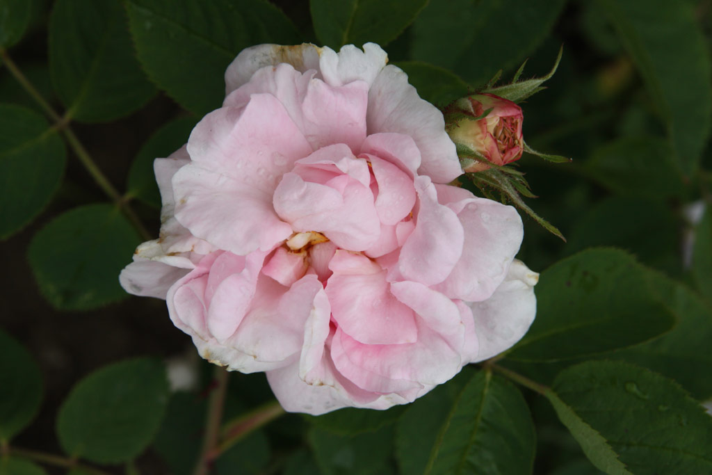 růže I. N. Kicunov