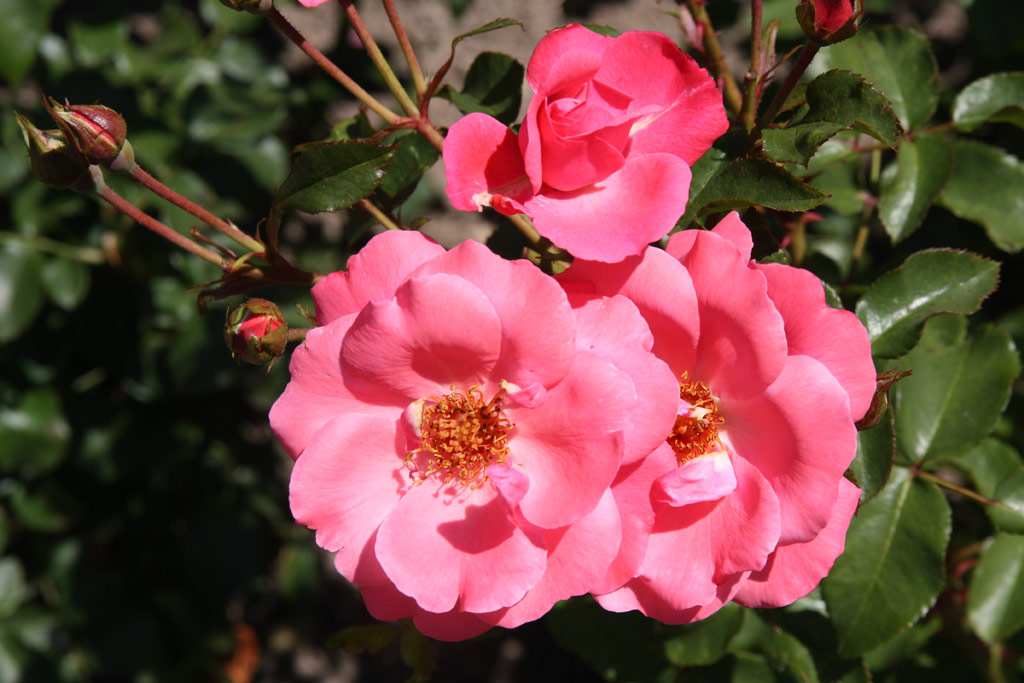 růže IGA 83 Mnchen