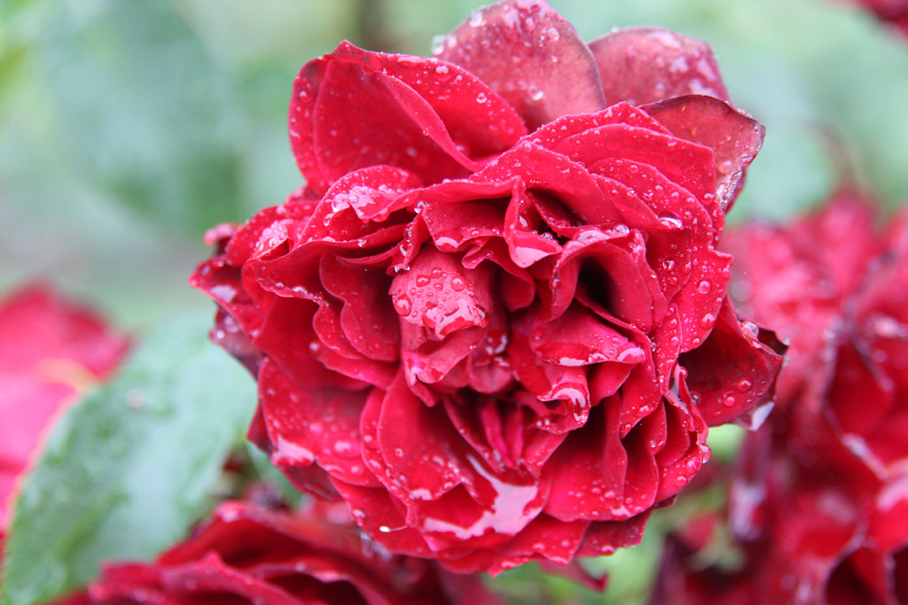 růže II. Rkczi Ferenc Emlke