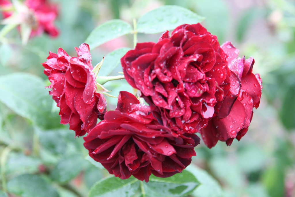 růže II. Rkczi Ferenc Emlke