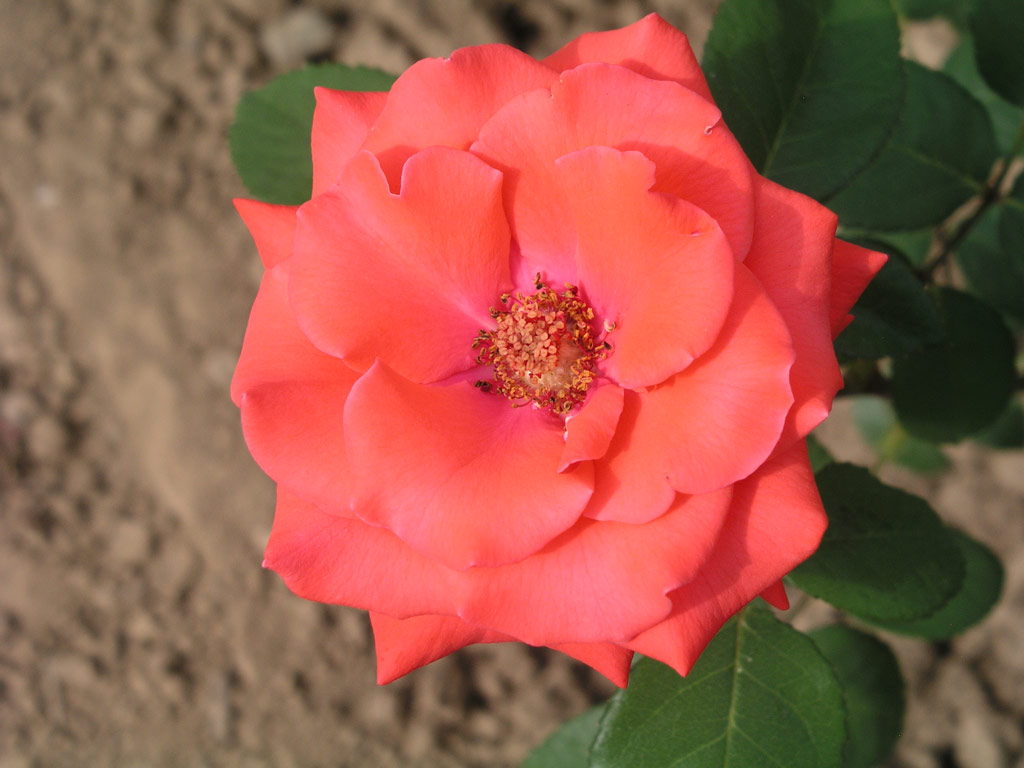 růže Ilona (Verbeek)