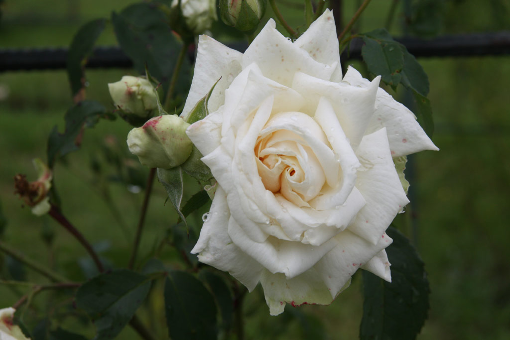 růže Ilse Krohn Superior