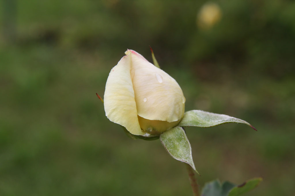 růže Ilse Krohn Superior