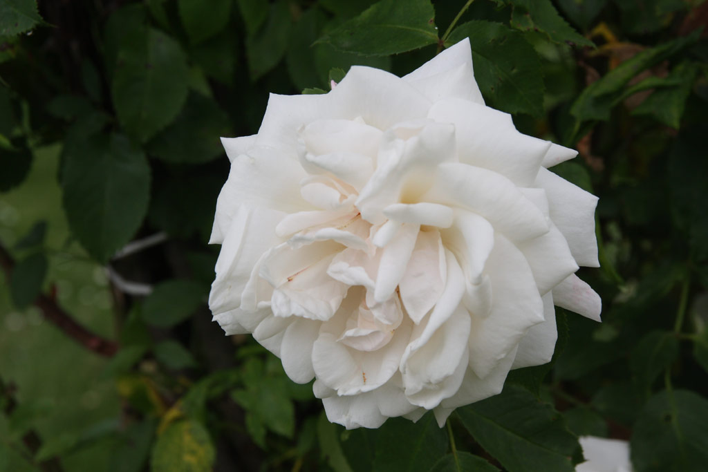 růže Ilse Krohn Superior