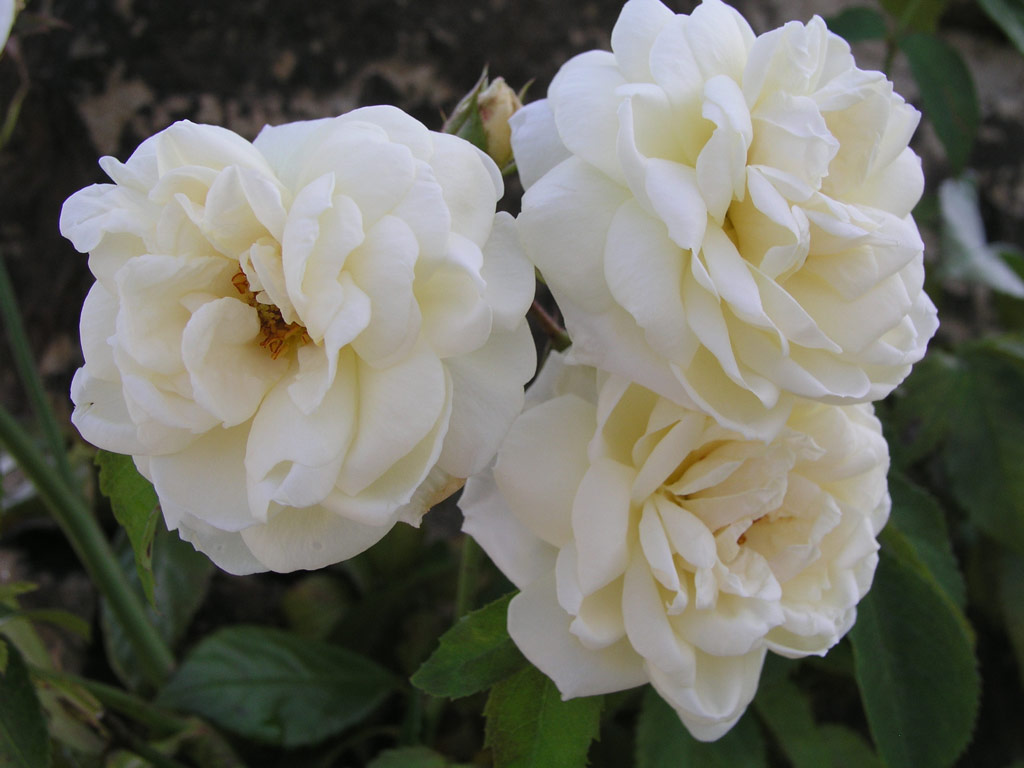 růže Ilse Krohn Superior