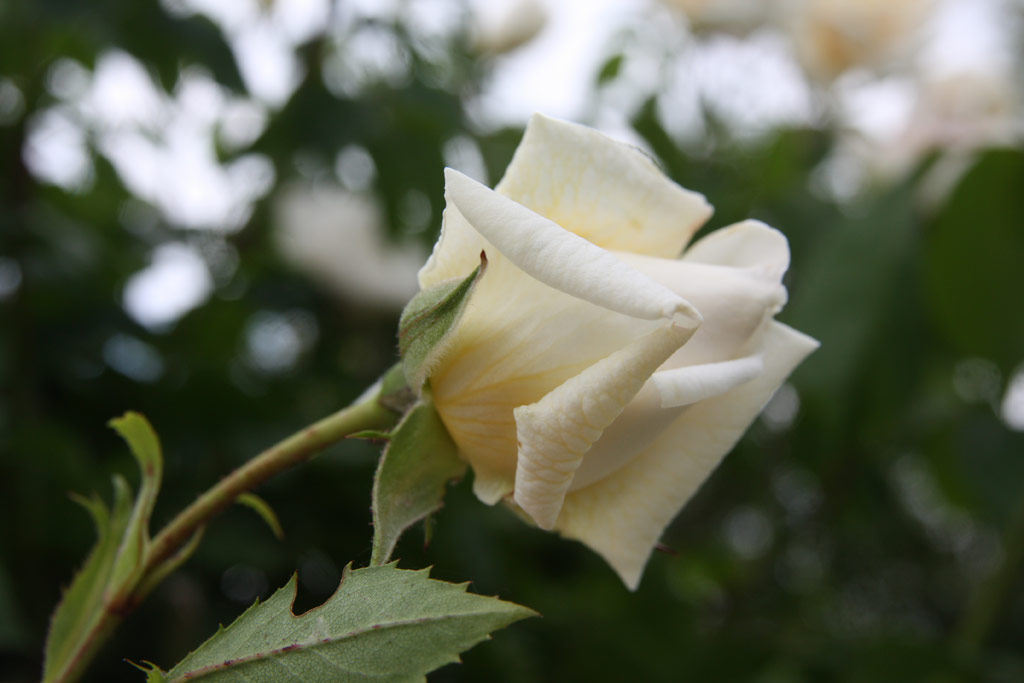 růže Ilse Krohn Superior