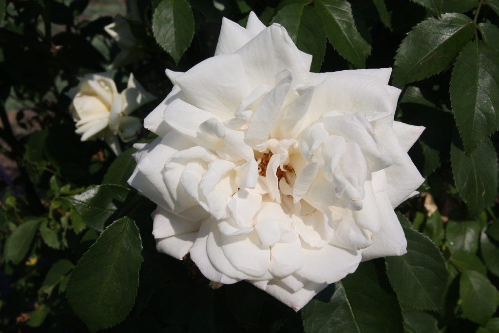 růže Ilse Krohn Superior