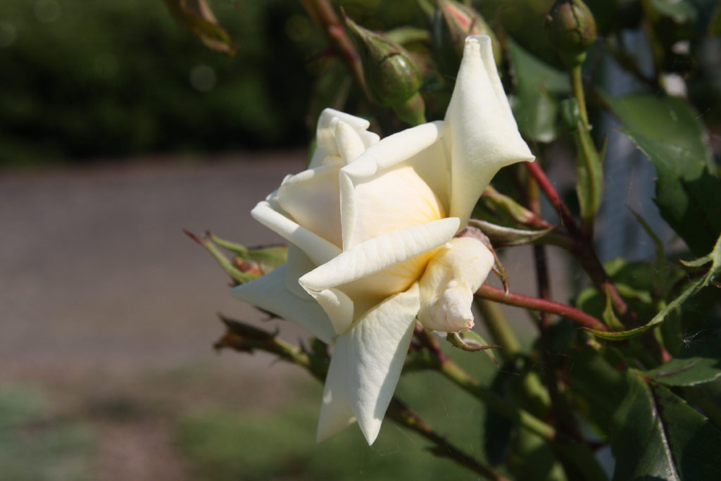 růže Ilse Krohn Superior