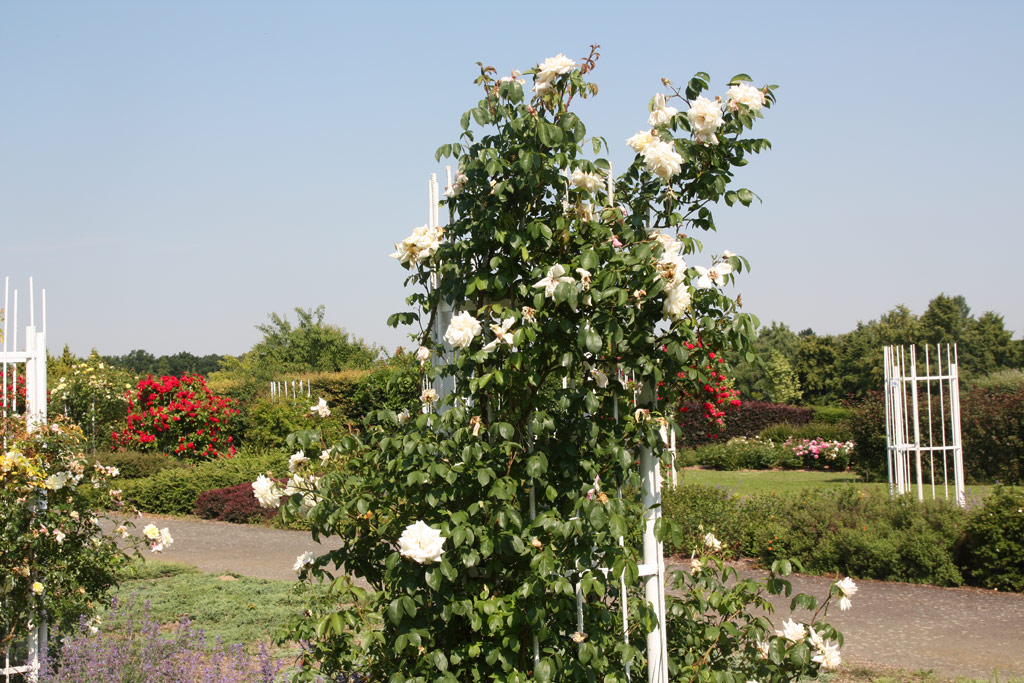 růže Ilse Krohn Superior