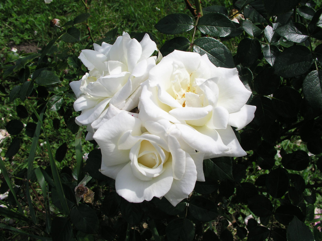 růže Ilse Krohn Superior