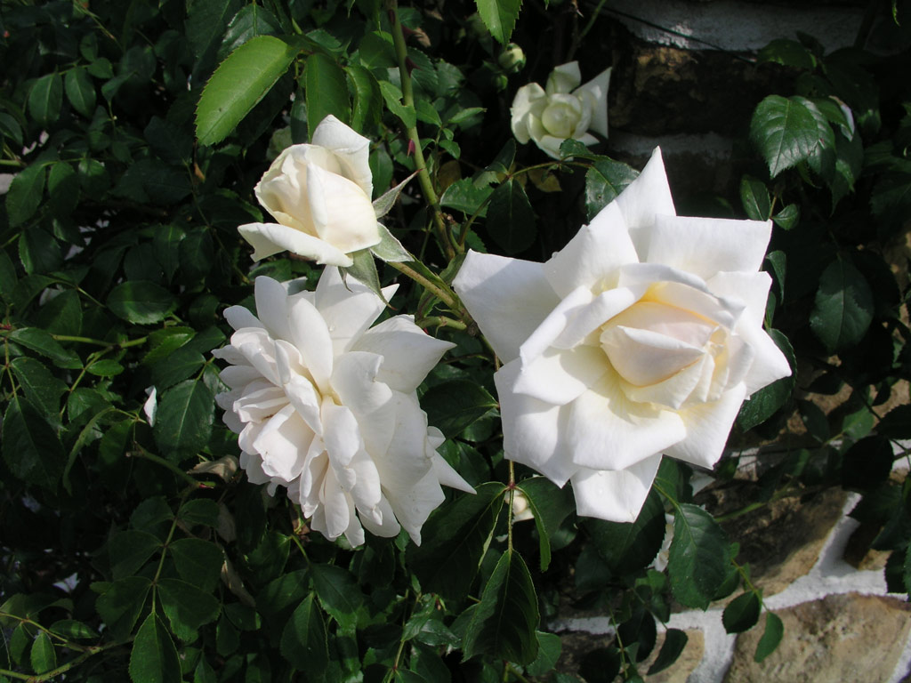 růže Ilse Krohn Superior