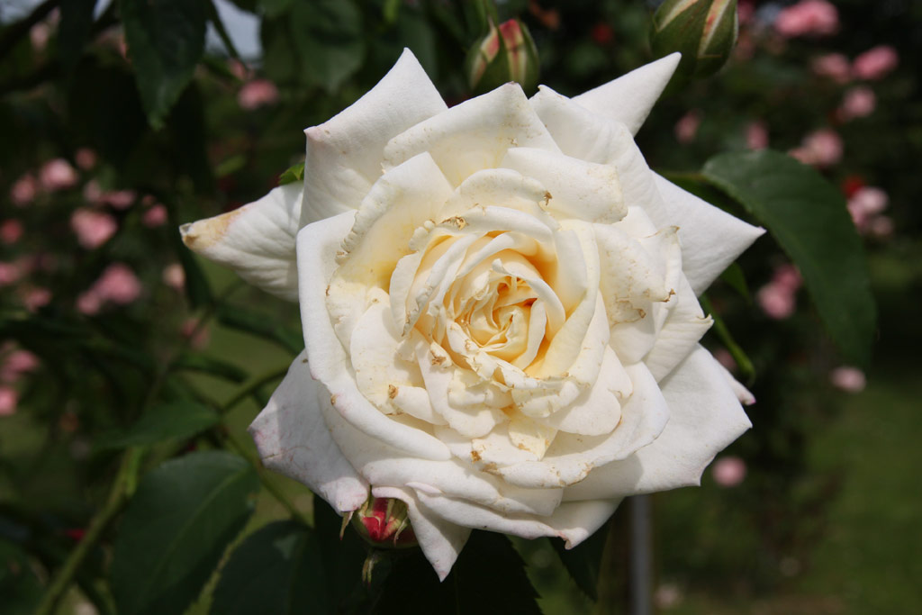 růže Ilse Krohn Superior