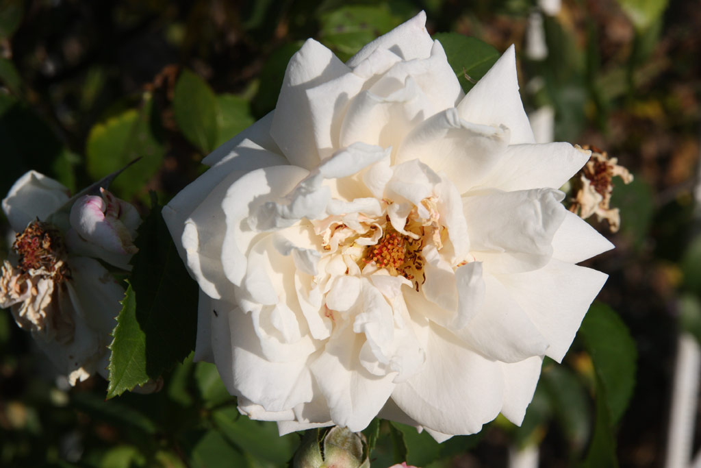 růže Ilse Krohn Superior