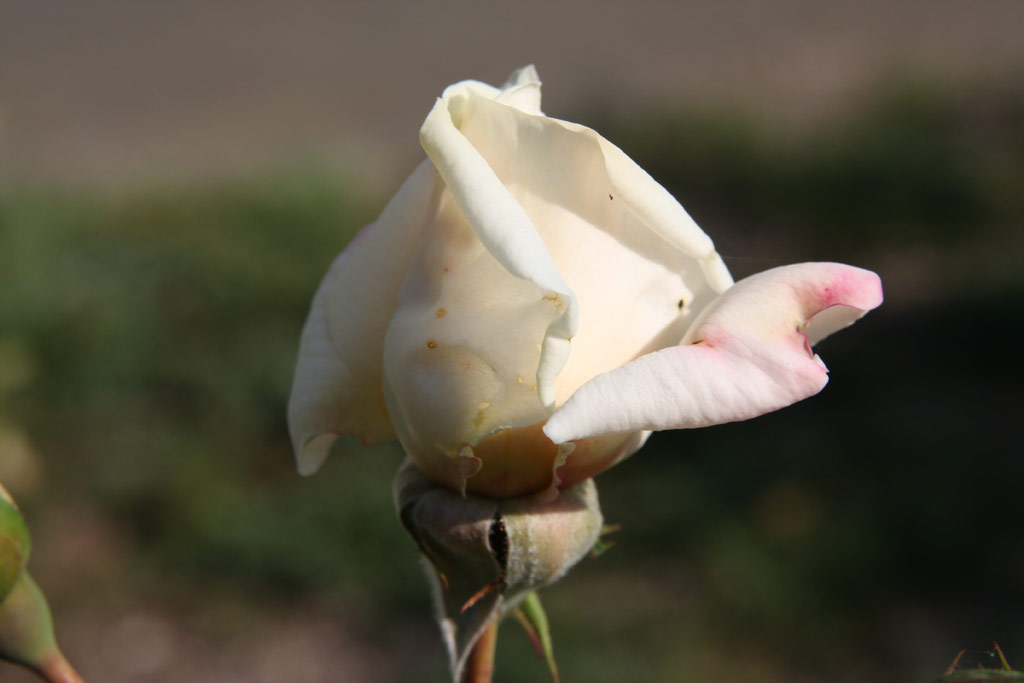 růže Ilse Krohn Superior