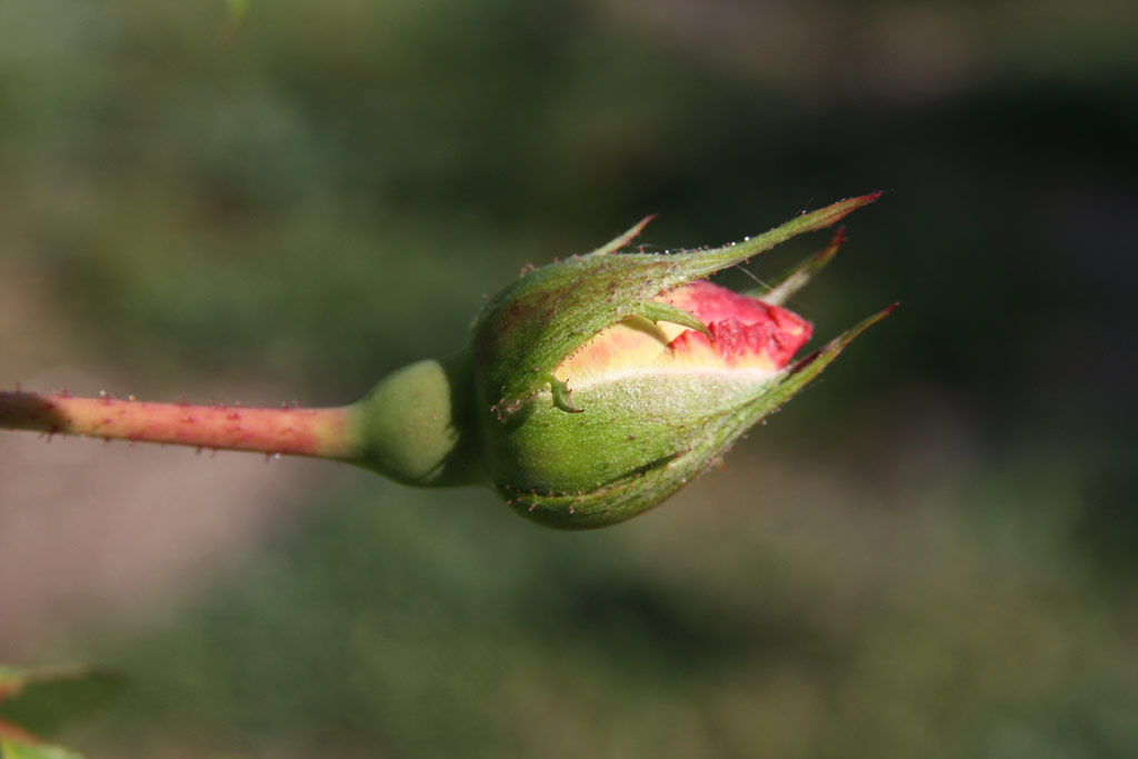 růže Ilse Krohn Superior