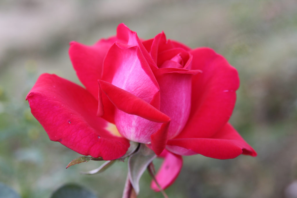 růže Inge Horstmann