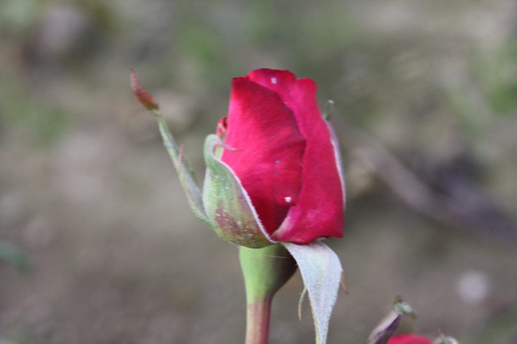 růže Inge Horstmann