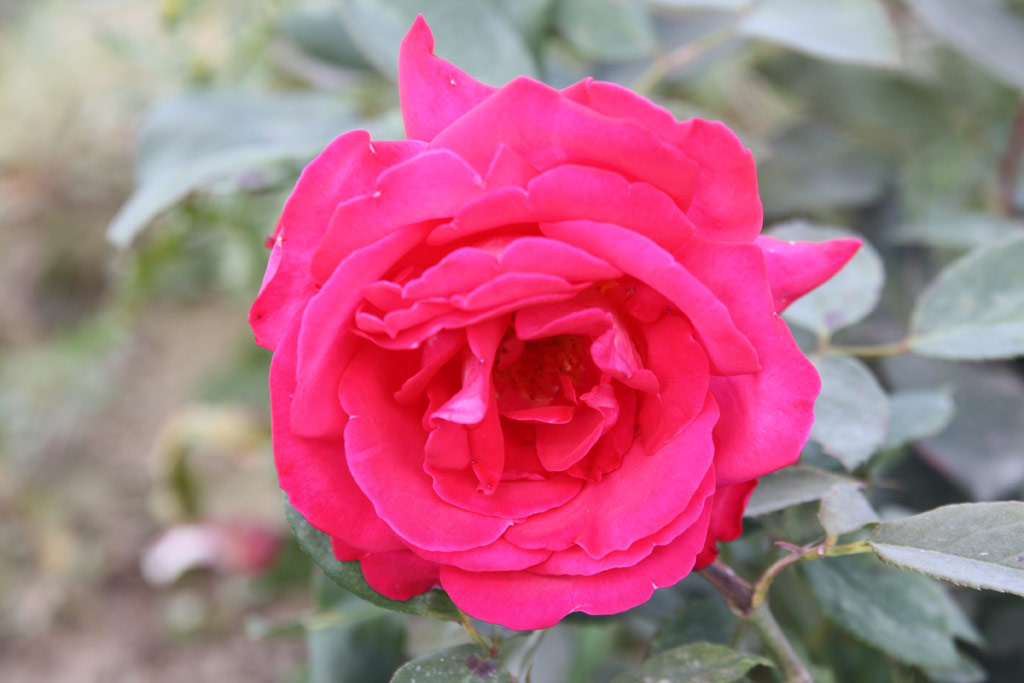 růže Inge Horstmann