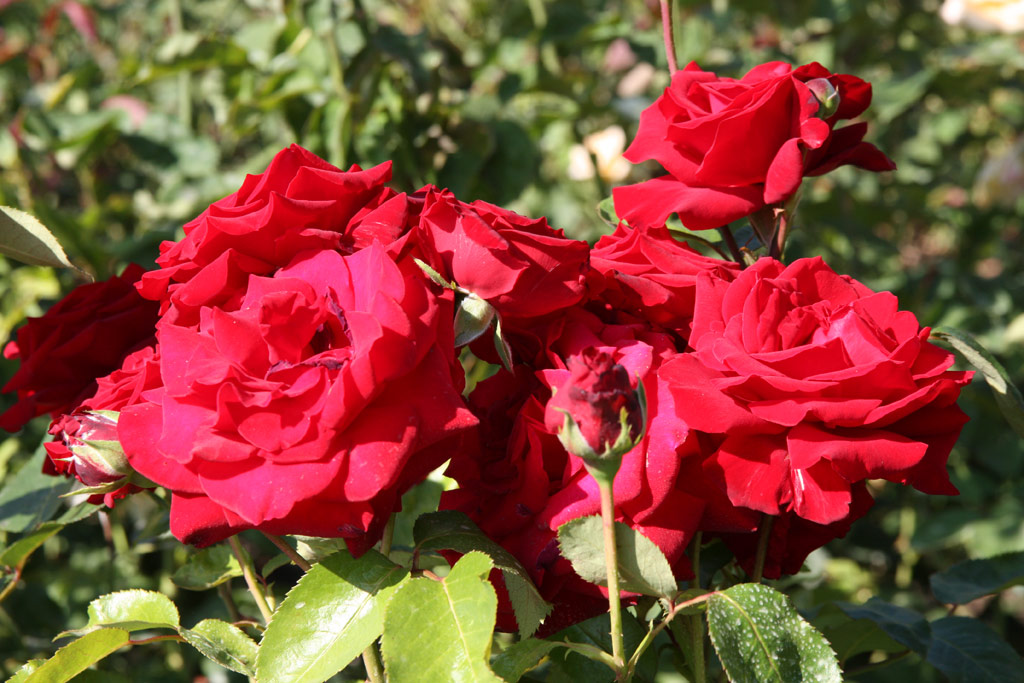 růže Ingrid Bergmann