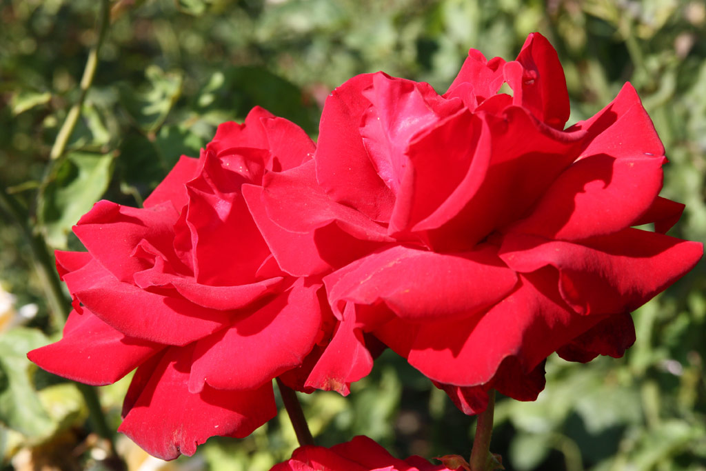 růže Ingrid Bergmann