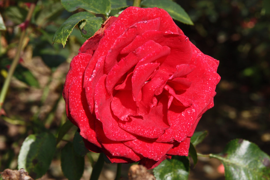 růže Ingrid Bergmann