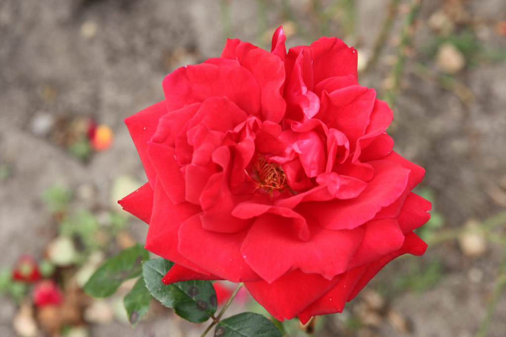 růže Ingrid Bergmann