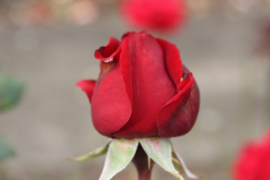 růže Ingrid Bergmann