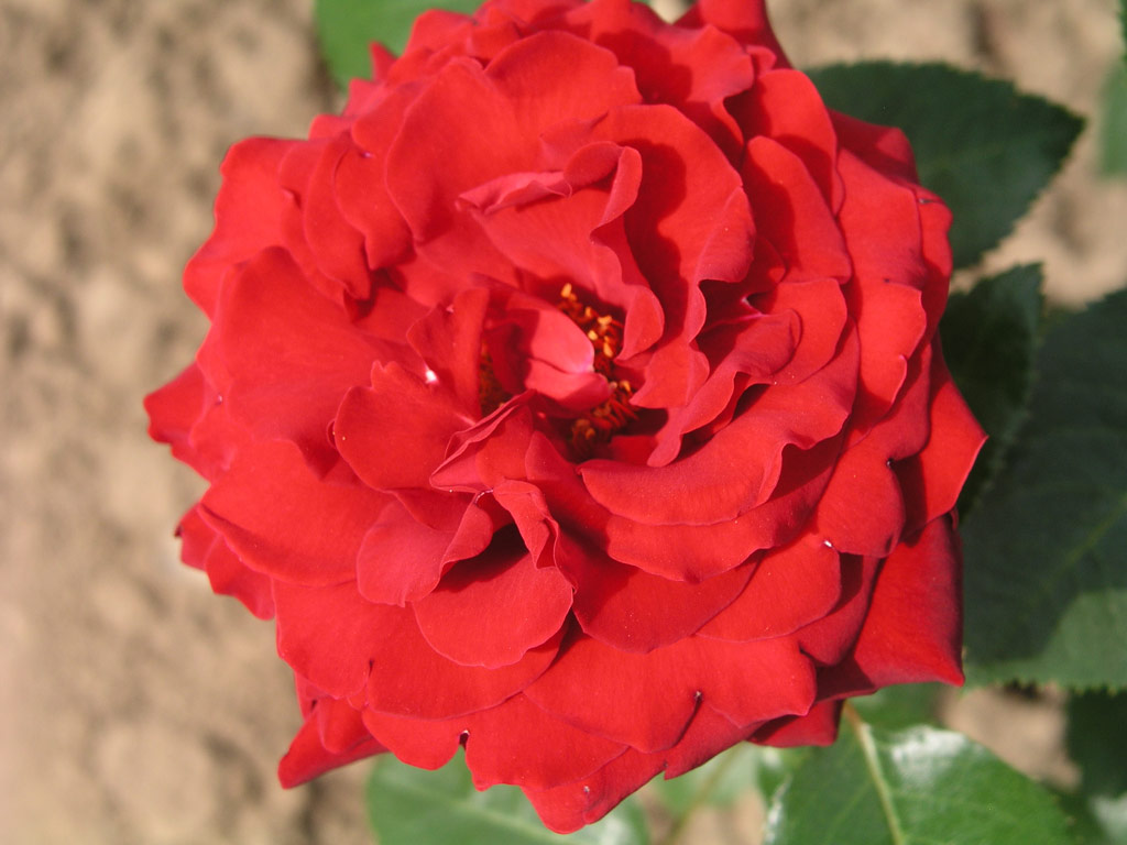 růže Ingrid Bergmann