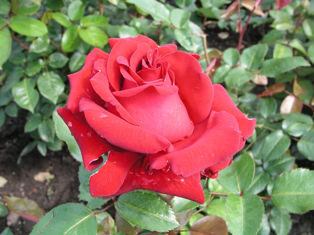 růže Ingrid Bergmann