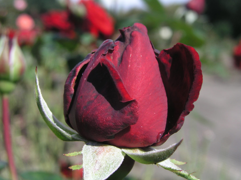 růže Ingrid Bergmann