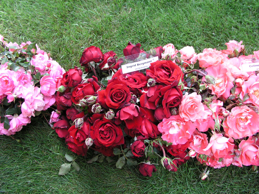 růže Ingrid Bergmann