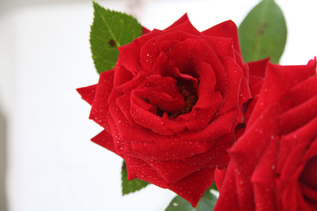 růže Ingrid Bergmann