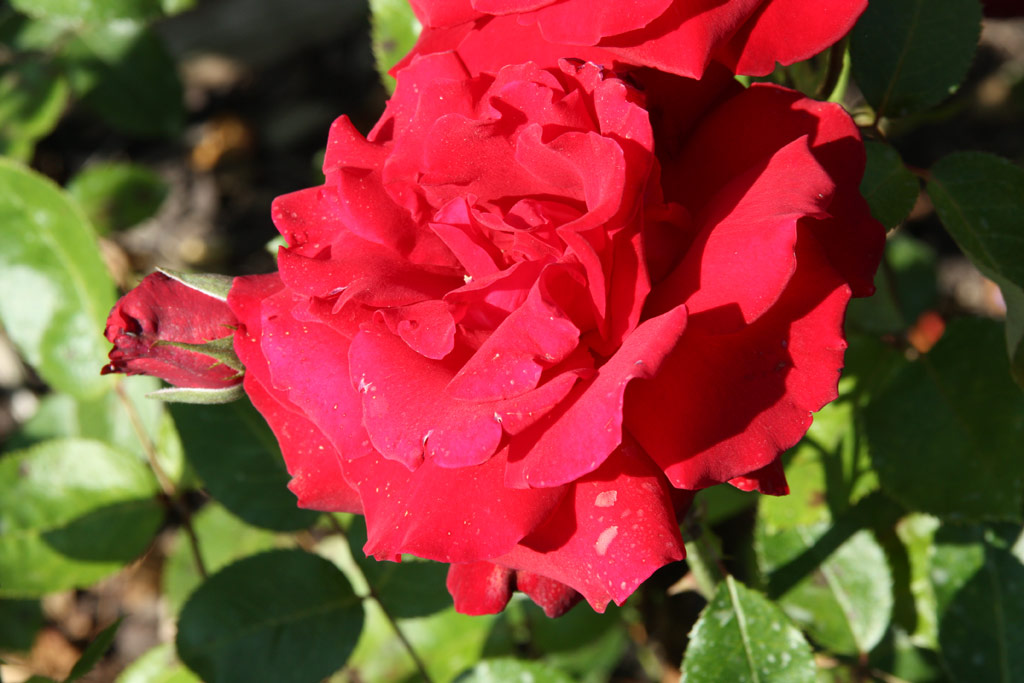 růže Ingrid Bergmann