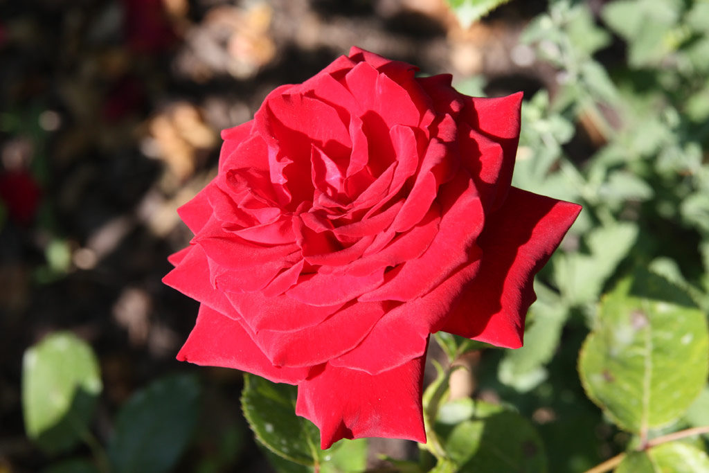 růže Ingrid Bergmann