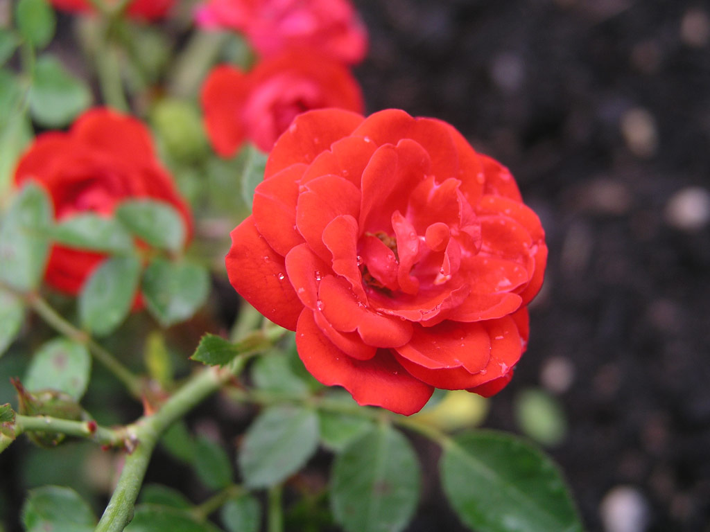 růže Intense Cover