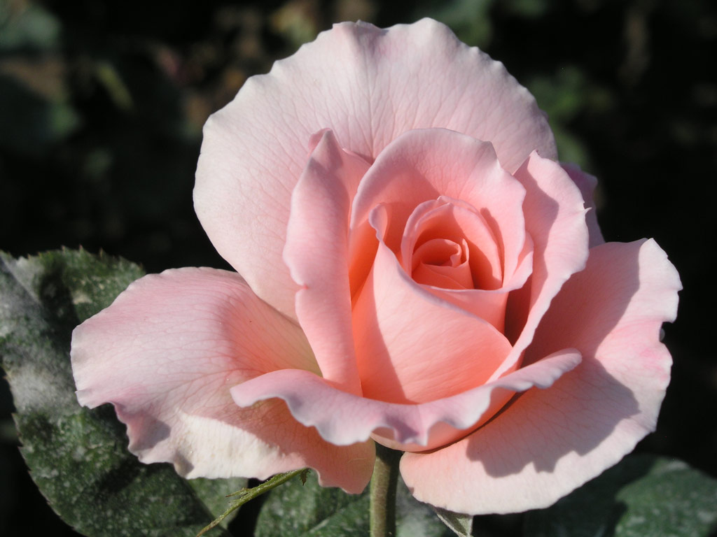 růže Interflora Strnad