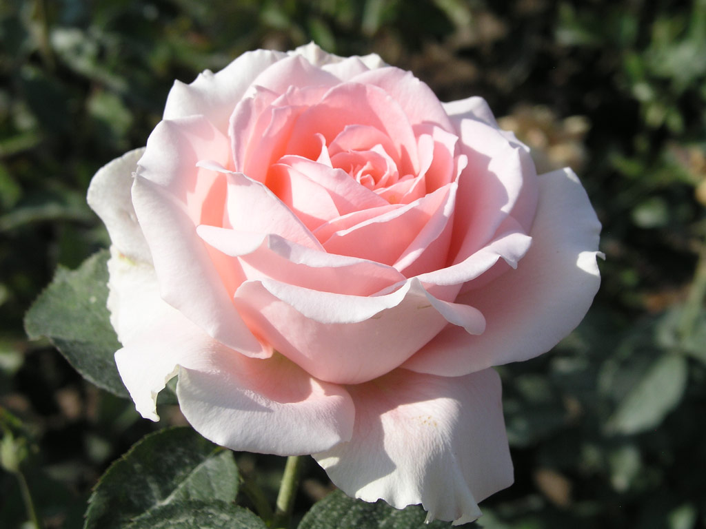 růže Interflora Strnad