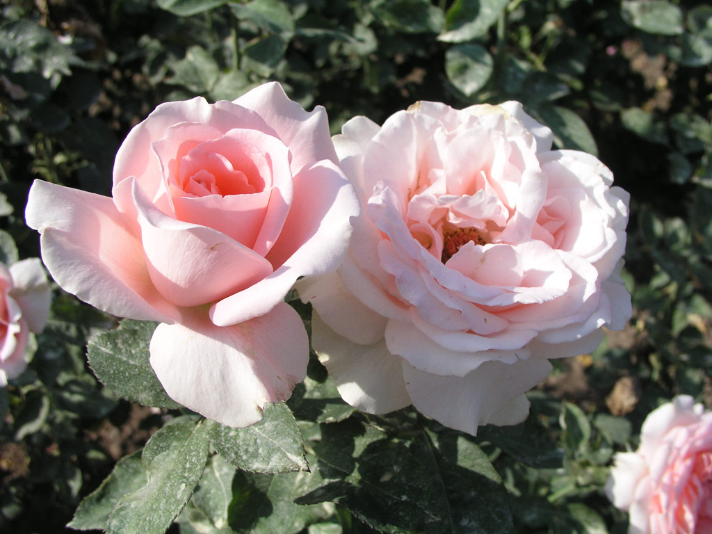 růže Interflora Strnad