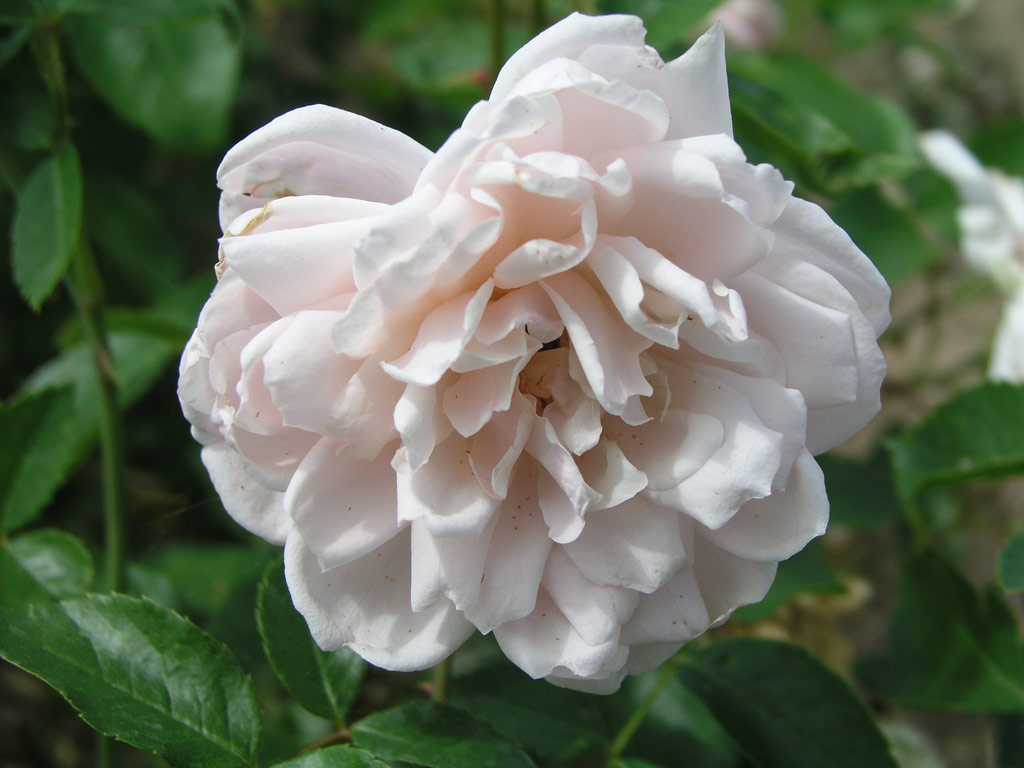 růže Irena Sendlerowa