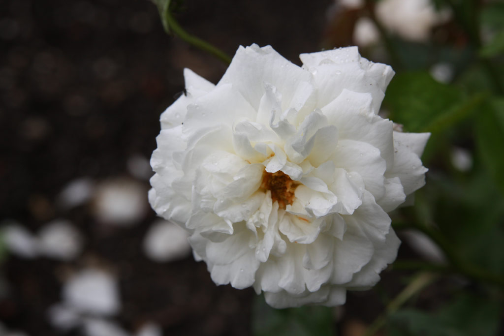 růže Irene of Danmark