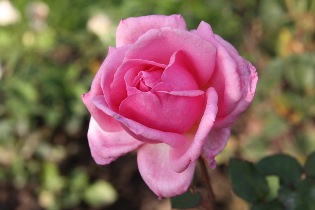 růže Irish Modesty