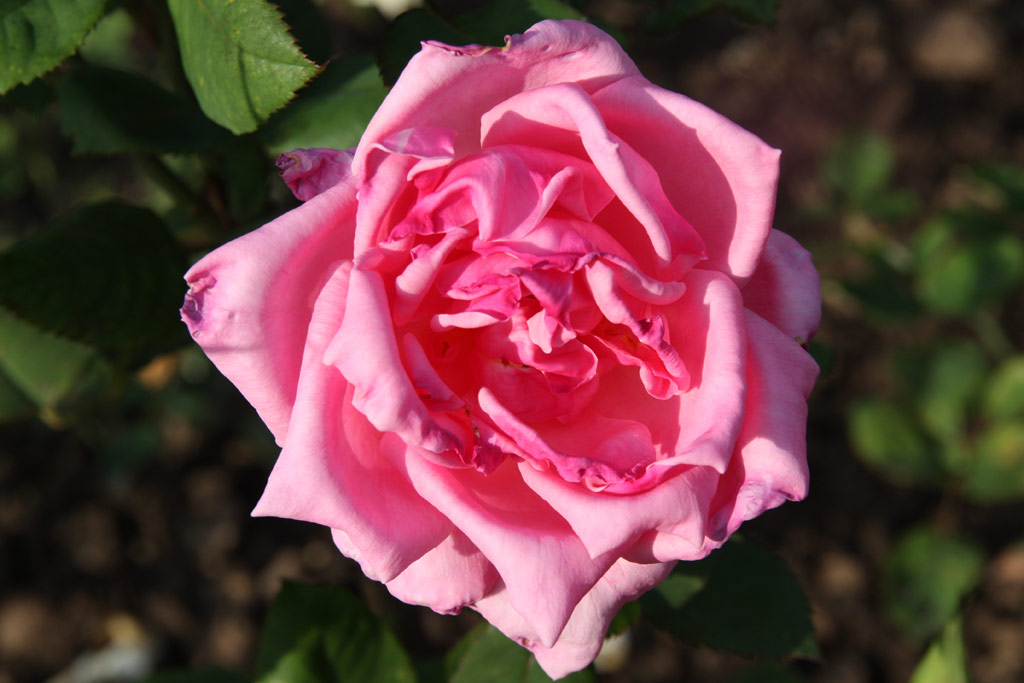 růže Irish Modesty