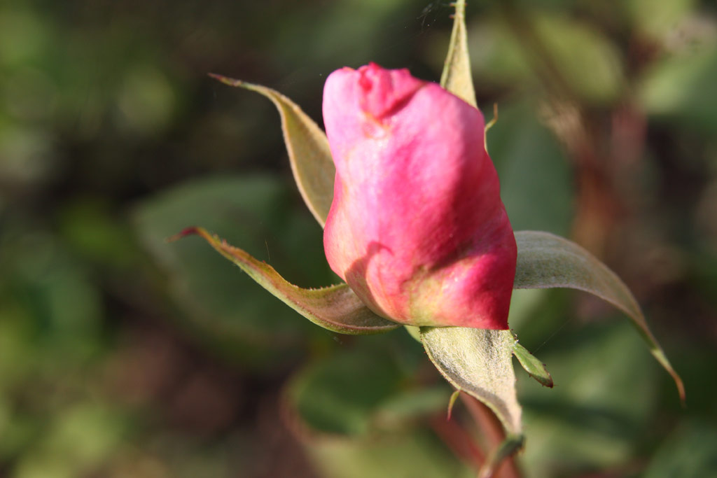 růže Irish Modesty