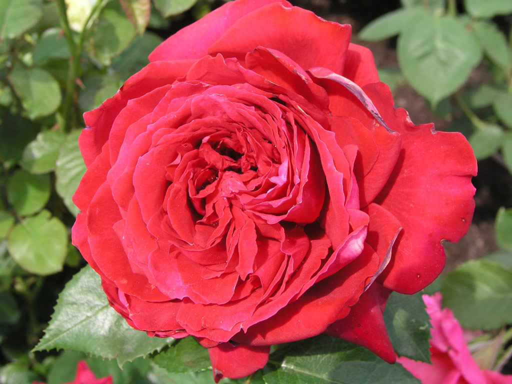 růže Isabella Rossellini